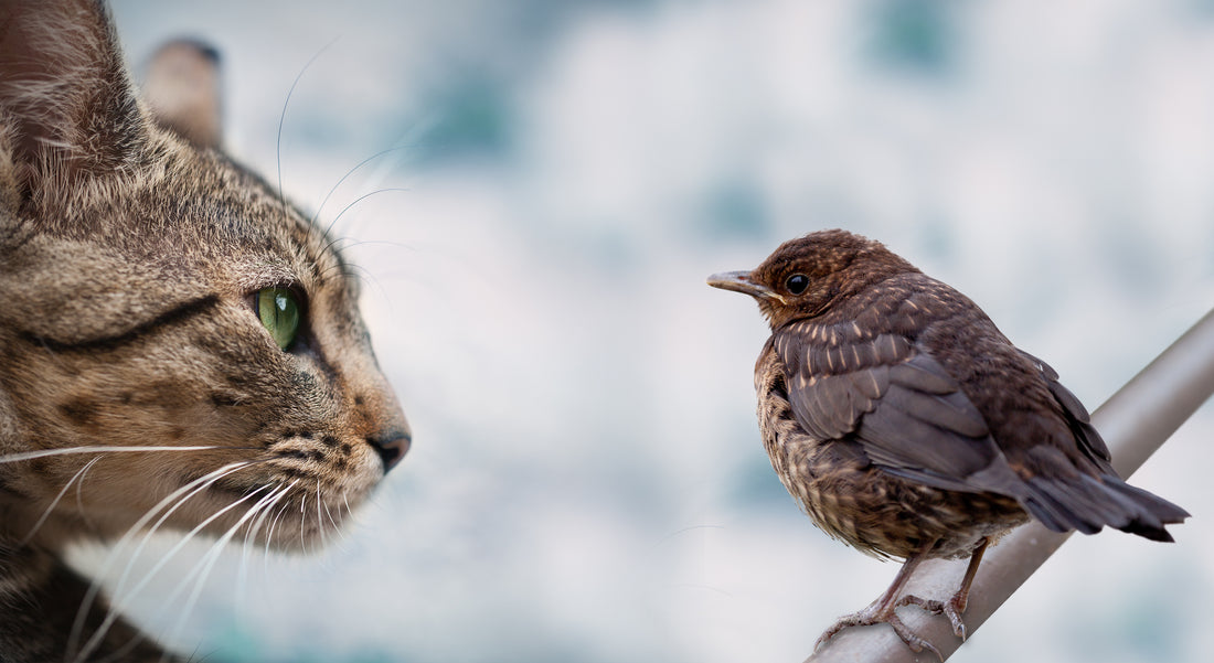 "Why Do Cats 'Chirp' at Birds?